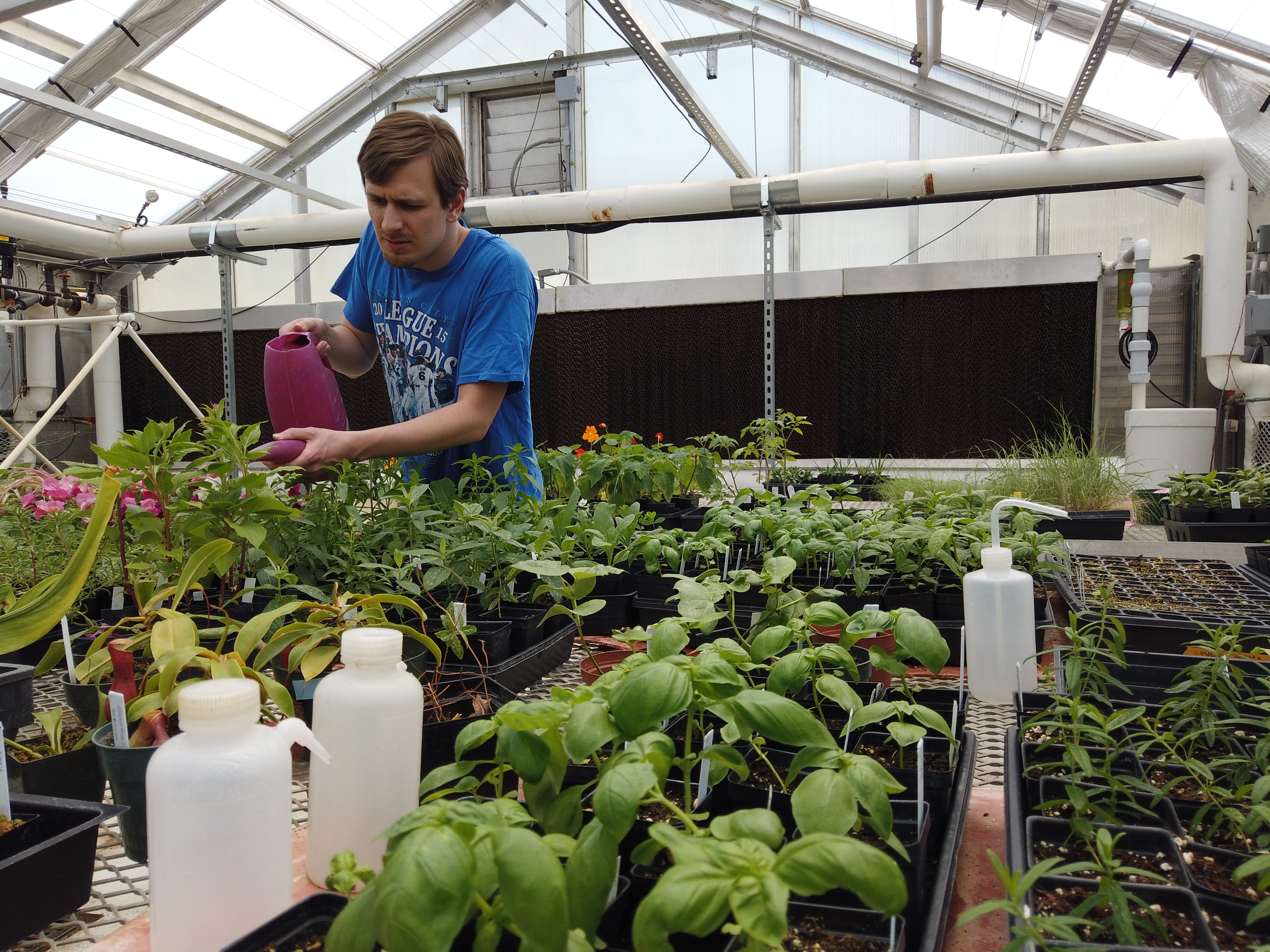 "A man waters plants in a greenhouse as part of work participating in an inclusive postsecondary education program for KU students with intellectual disabilities"