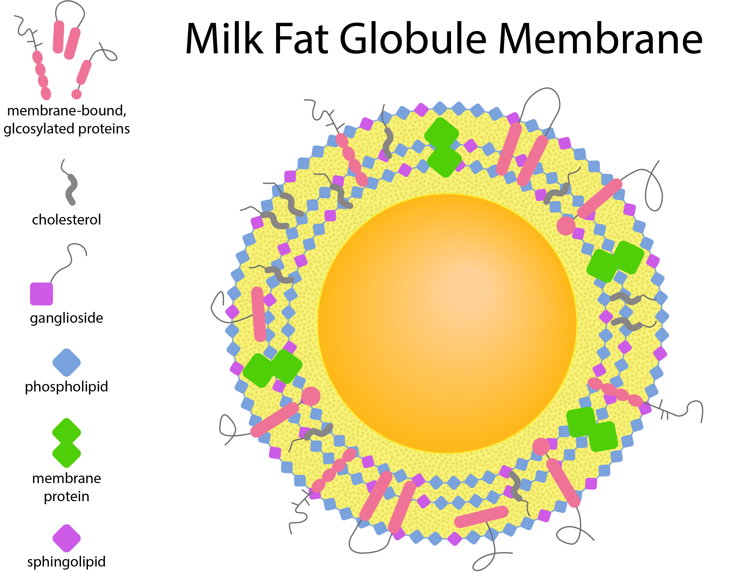 "Image of milk fat globule membrane makeup"