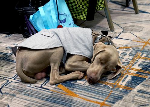 A gray dog wearing a gray jacket curls up on the floor next to his owner's wheelchair, which has a SOAR Conference bag hanging from it